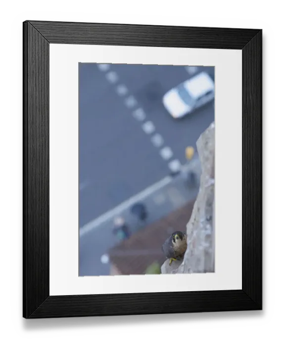 Framed Print : Looking down to road and Peregrine falcon (Falco peregrinus) perched on Sagrada Familia Framed Print : Looking down to road and Peregrine falcon (Falco peregrinus) perched on Sagrada Familia