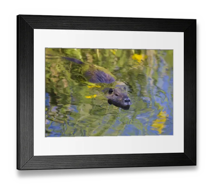 Framed Print : Coypu / Nutria (Myocastor coypus) swimming, Camargue, France, April 2009 Framed Print : Coypu / Nutria (Myocastor coypus) swimming, Camargue, France, April 2009