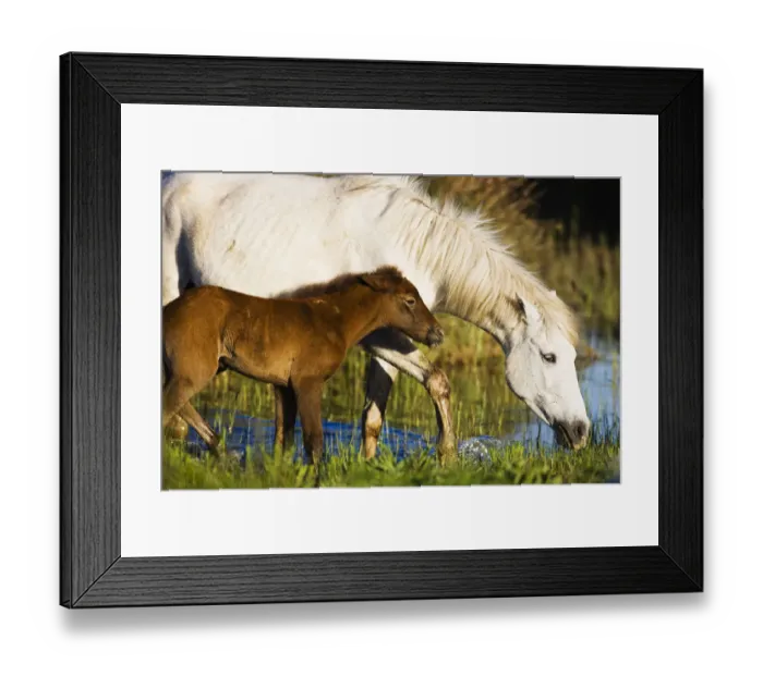 Framed Print : White Camargue horse, mother with brown foal, Camargue, France, April 2009