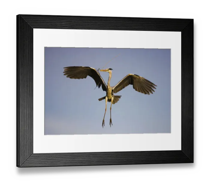 Framed Print : Grey heron (Ardea cinerea) in flight carrying twig, Camargue, France, April 2009 Framed Print : Grey heron (Ardea cinerea) in flight carrying twig, Camargue, France, April 2009