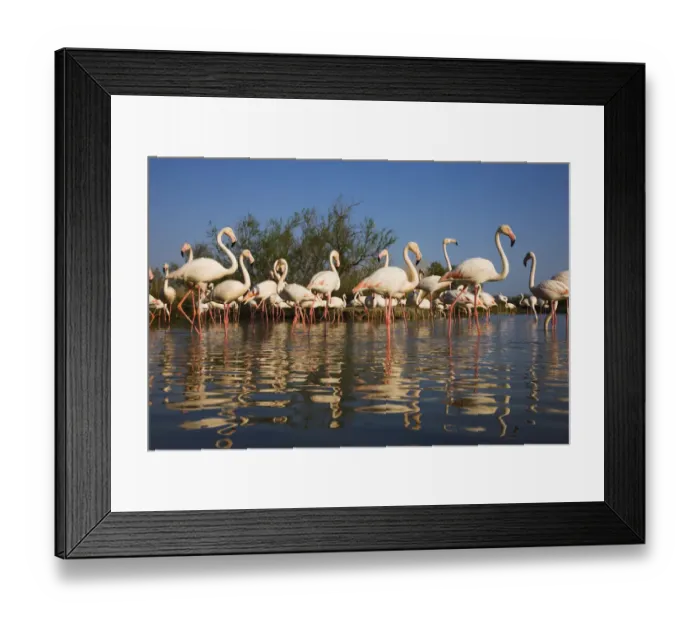 Framed Print : Greater flamingos (Phoenicopterus roseus) in lagoon, Camargue, France, April 2009 Framed Print : Greater flamingos (Phoenicopterus roseus) in lagoon, Camargue, France, April 2009