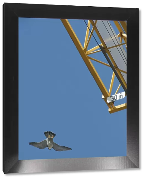 Peregrine falcon (Falco peregrinus) flying past a crane, Barcelona, Spain, April