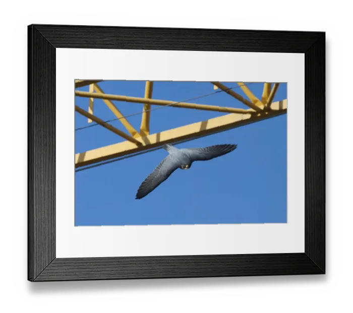 Framed Print : Peregrine falcon (Falco peregrinus) flying past crane, Barcelona, Spain, April Framed Print : Peregrine falcon (Falco peregrinus) flying past crane, Barcelona, Spain, April