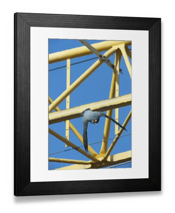 Framed Print : Peregrine falcon (Falco peregrinus) flying past cranes, Barcelona, Spain, April Framed Print : Peregrine falcon (Falco peregrinus) flying past cranes, Barcelona, Spain, April