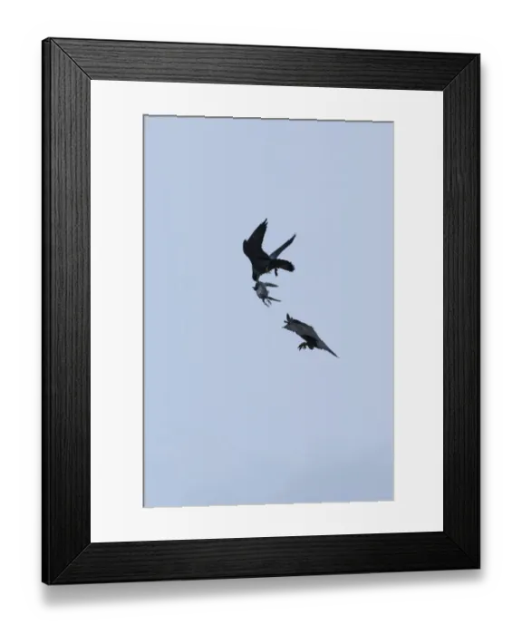Framed Print : Silhouette of Peregrine falcon (Falco peregrinus) in flight, male passing pigeon Framed Print : Silhouette of Peregrine falcon (Falco peregrinus) in flight, male passing pigeon