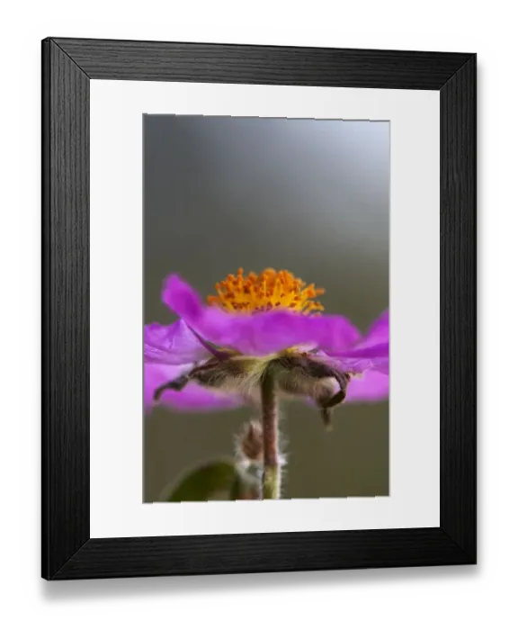 Framed Print : Close-up of Pink rockrose (Cistus creticus) flower, Akamas Peninsula, Cyprus, April 2009