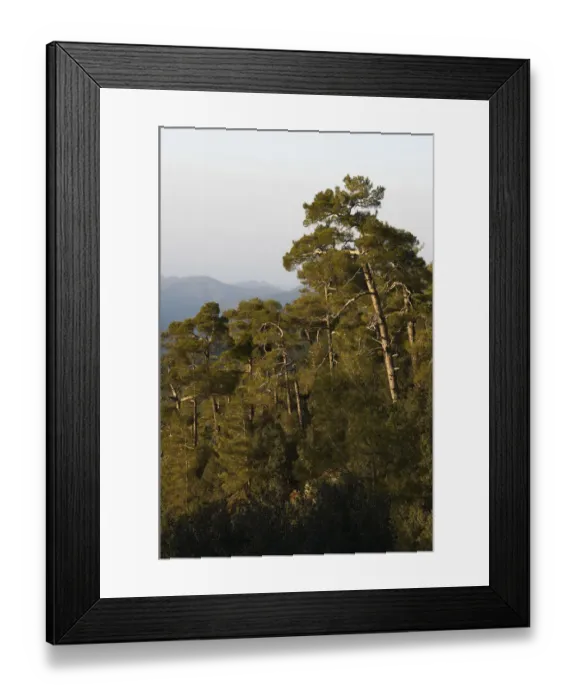 Framed Print : Pine forest in Troodos mountains, Cyprus, April 2009 Framed Print : Pine forest in Troodos mountains, Cyprus, April 2009