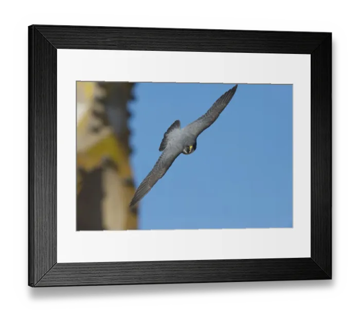 Framed Print : Peregrine falcon (Falco peregrinus) in flight, Barcelona, Spain, April Framed Print : Peregrine falcon (Falco peregrinus) in flight, Barcelona, Spain, April