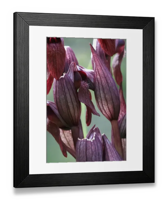 Framed Print : Close-up of Heart-flowered serapias orchid (Serapias cordigera) Akamas peninsula Framed Print : Close-up of Heart-flowered serapias orchid (Serapias cordigera) Akamas peninsula