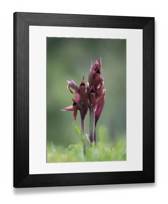 Framed Print : Heart flowered serapias orchids (Serapias cordigera) in flower, Akamas peninsula Framed Print : Heart flowered serapias orchids (Serapias cordigera) in flower, Akamas peninsula