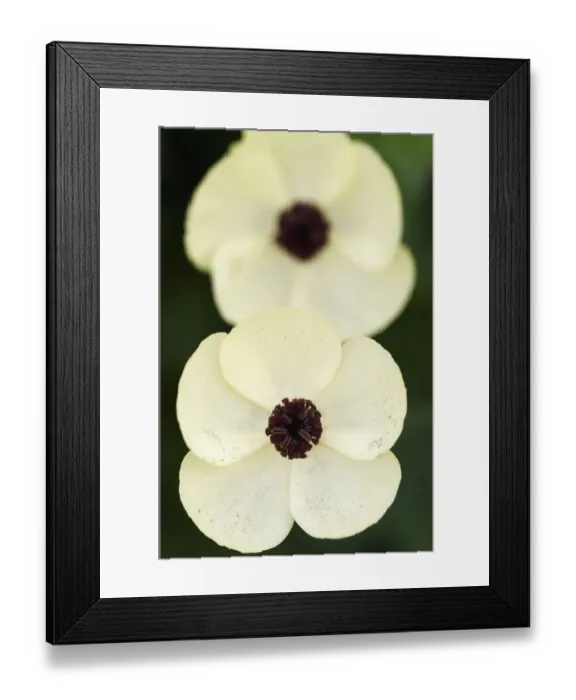Framed Print : Turban buttercup (Ranunculus asiaticus) flowers, Akamas peninsula, Cyprus, April 2009 Framed Print : Turban buttercup (Ranunculus asiaticus) flowers, Akamas peninsula, Cyprus, April 2009