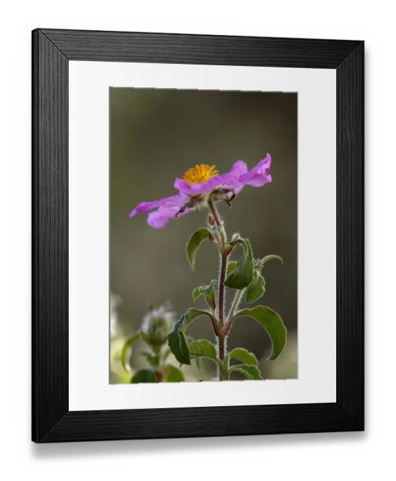 Framed Print : Pink rockrose (Cistus creticus) in flower, Akamas Peninsula, Cyprus, April 2009