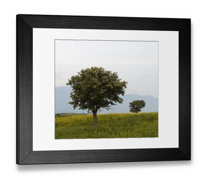Framed Print : Trees in a meadow, Hisarky, Northern Cyprus, April 2009