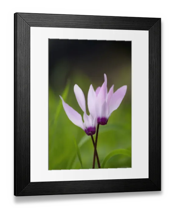 Framed Print : Two Cyclamen (Cyclamen persicum) flowers, Akamas peninsula, Cyprus, April 2009 Framed Print : Two Cyclamen (Cyclamen persicum) flowers, Akamas peninsula, Cyprus, April 2009