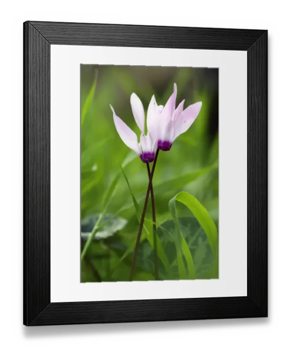 Framed Print : Two Cyclamens (Cyclamen persicum) in flower, Akamas peninsula, Cyprus, April 2009 Framed Print : Two Cyclamens (Cyclamen persicum) in flower, Akamas peninsula, Cyprus, April 2009