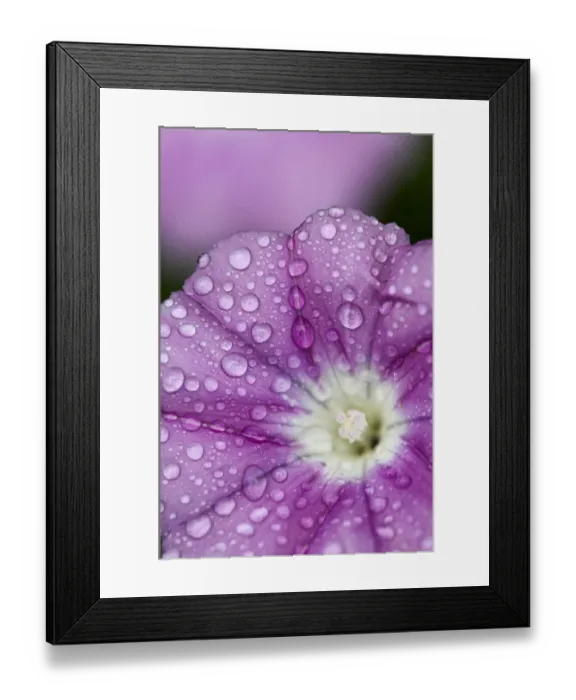 Framed Print : Close-up of Mallow-leaved bindweed (Convolvulus althaeoides) flower covered in raindrops Framed Print : Close-up of Mallow-leaved bindweed (Convolvulus althaeoides) flower covered in raindrops