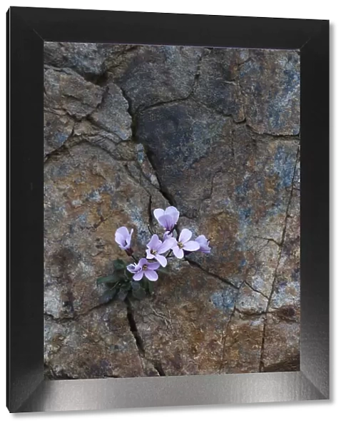 Endemic Rockcress (Arabis purpurea) flowers growing in rock crack, Paphos forest