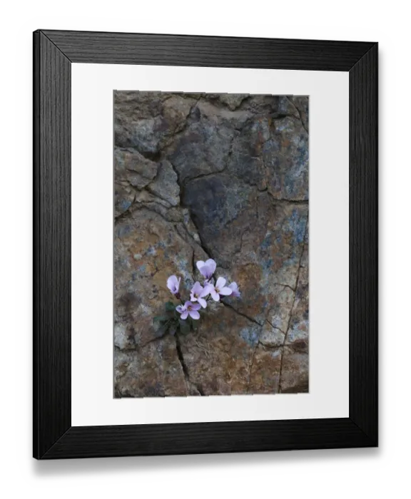 Framed Print : Endemic Rockcress (Arabis purpurea) flowers growing in rock crack, Paphos forest Framed Print : Endemic Rockcress (Arabis purpurea) flowers growing in rock crack, Paphos forest