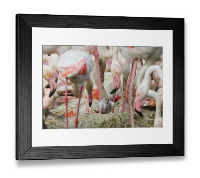 Framed Print : Greater flamingos (Phoenicopterus roseus) part of breeding colony of approx 10, 000 pairs Framed Print : Greater flamingos (Phoenicopterus roseus) part of breeding colony of approx 10, 000 pairs
