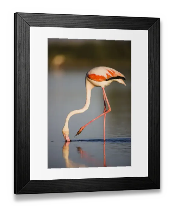 Framed Print : Greater flamingo (Phoenicopterus roseus) feeding, Pont du Gau, Camargue, France, May 2009 Framed Print : Greater flamingo (Phoenicopterus roseus) feeding, Pont du Gau, Camargue, France, May 2009