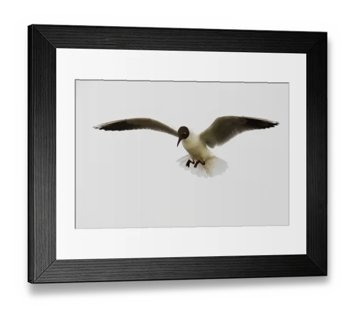 Framed Print : Black-headed gull (Chroicocephalus ridibundus) in flight, Camargue, France, May 2009 Framed Print : Black-headed gull (Chroicocephalus ridibundus) in flight, Camargue, France, May 2009