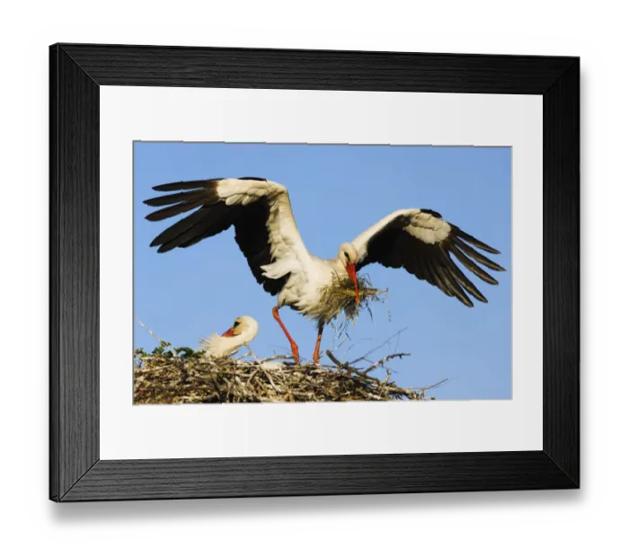 Framed Print : White stork (Ciconia Ciconia) landing on nest with building material, Pont du Gau