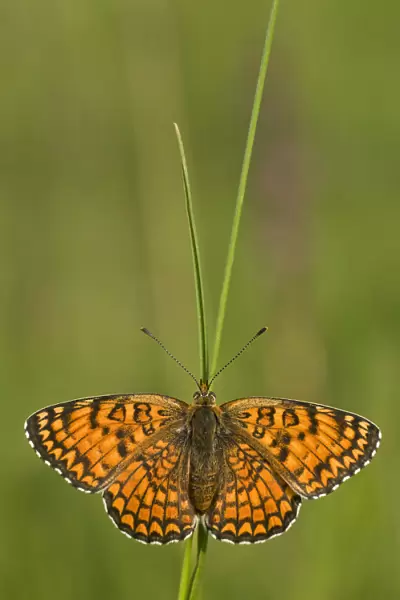 Glanville fritillary butterfly (Melitaea cinxia) on blade of grass, Pollino National Park