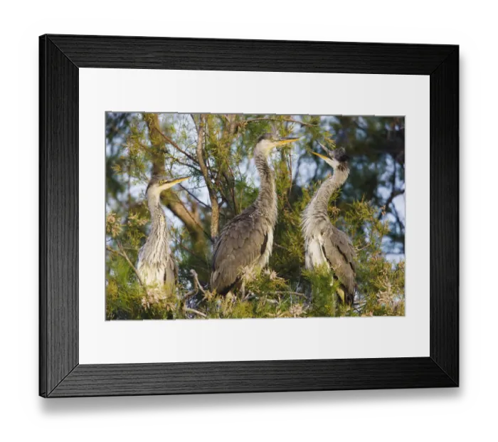 Framed Print : Three Grey heron chicks (Ardea cinerea) in tree near to nest, Pont du Gau, Camargue Framed Print : Three Grey heron chicks (Ardea cinerea) in tree near to nest, Pont du Gau, Camargue