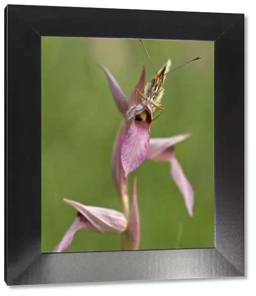 Glanville fritillary butterfly (Melitaea cinxia) on Tongue orchid (Serapias sp) Pollino