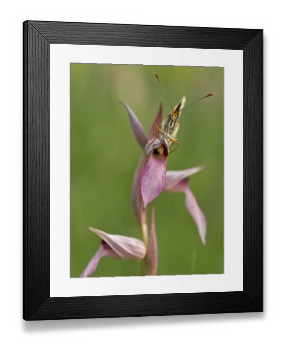 Framed Print : Glanville fritillary butterfly (Melitaea cinxia) on Tongue orchid (Serapias sp) Pollino Framed Print : Glanville fritillary butterfly (Melitaea cinxia) on Tongue orchid (Serapias sp) Pollino