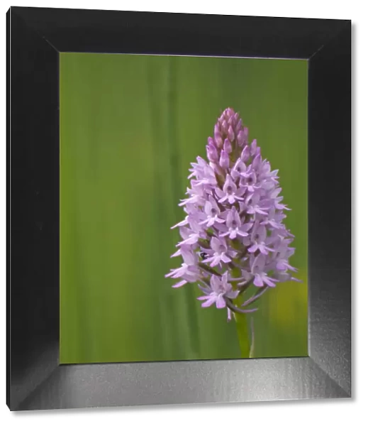 Pyramidal orchid {Anacamptis pyramidalis} Pollino National Park, Basilicata, Italy