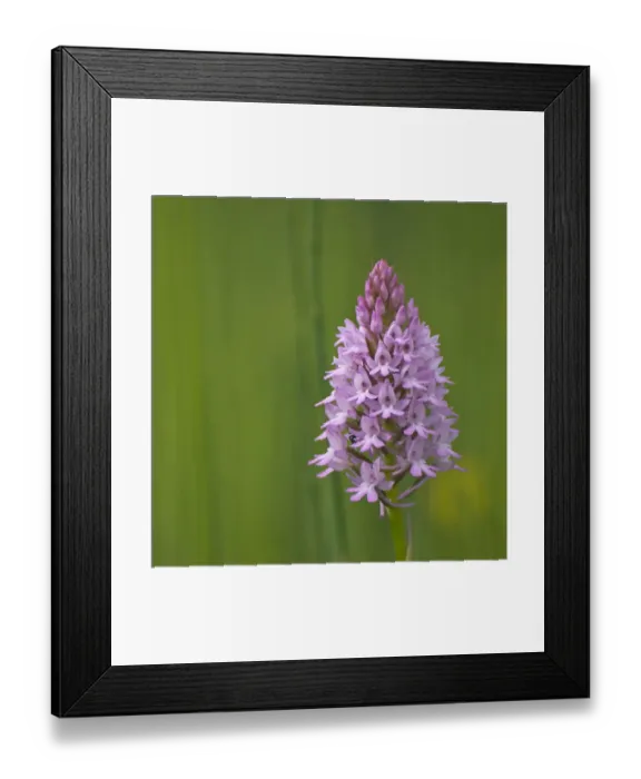 Framed Print : Pyramidal orchid {Anacamptis pyramidalis} Pollino National Park, Basilicata, Italy Framed Print : Pyramidal orchid {Anacamptis pyramidalis} Pollino National Park, Basilicata, Italy
