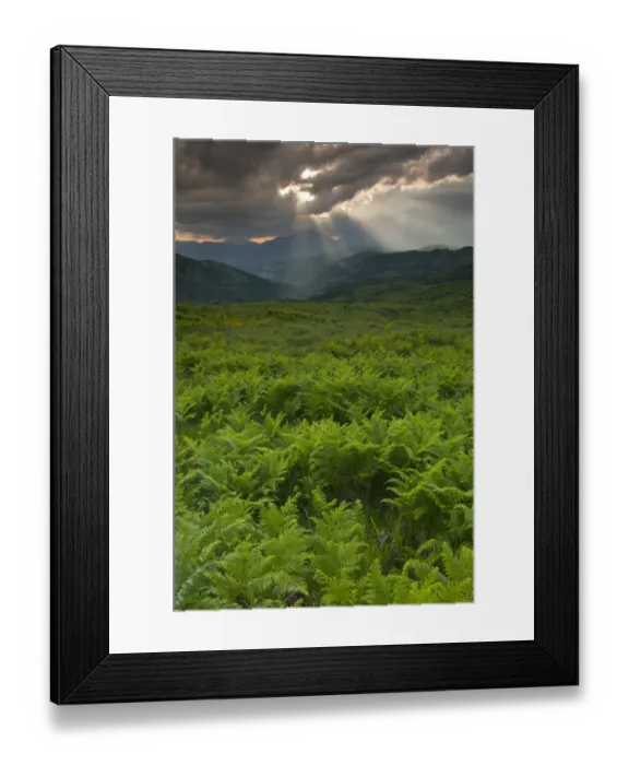 Framed Print : Ferns in a valley, Pollino National Park, Basilicata, Italy, May 2009 Framed Print : Ferns in a valley, Pollino National Park, Basilicata, Italy, May 2009