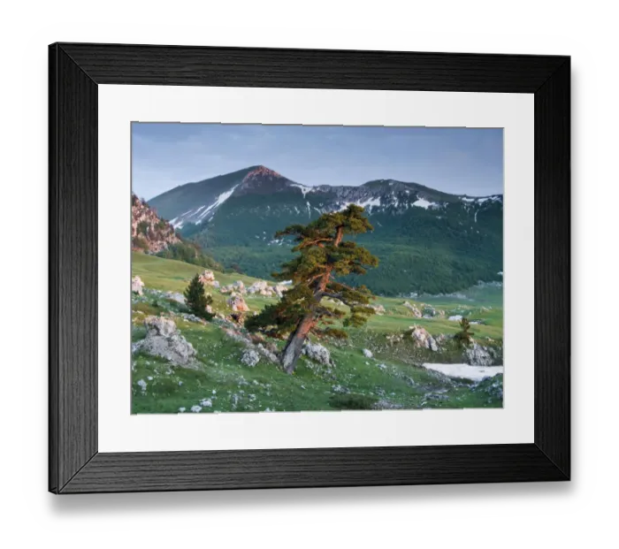 Framed Print : Bosnian pine (Pinus leucodermis / heldreichii) in rock strewn landscape, Pollino National Park Framed Print : Bosnian pine (Pinus leucodermis / heldreichii) in rock strewn landscape, Pollino National Park