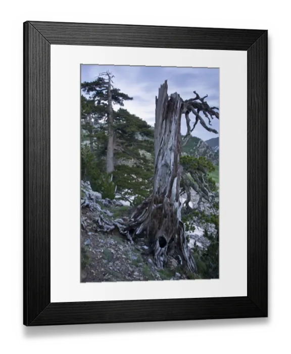 Framed Print : Bosinian pine (Pinus leucodermis) dead trunk, Pollino National Park, Basilicata, Italy