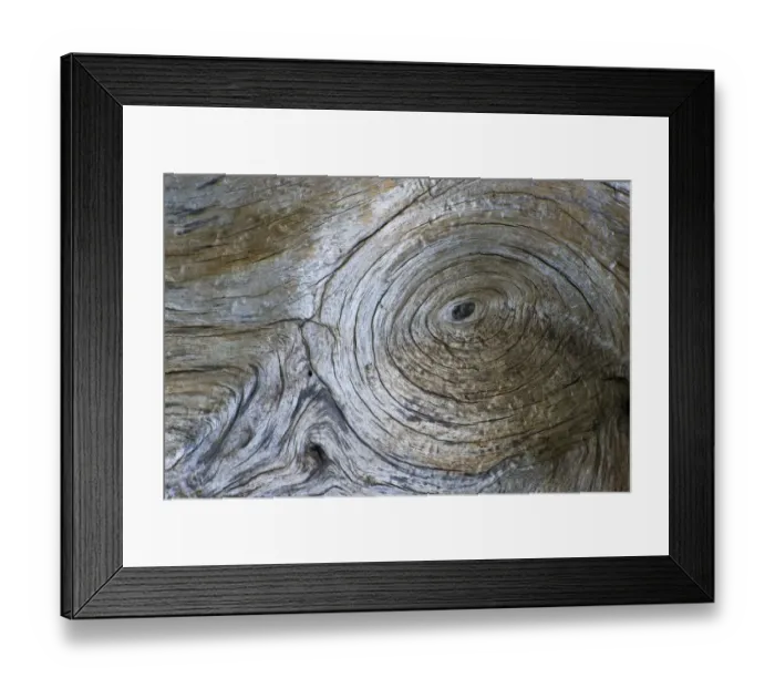 Framed Print : Close-up of Bosnian pine (Pinus leucodermis) bark, Pollino National Park, Basilicata Framed Print : Close-up of Bosnian pine (Pinus leucodermis) bark, Pollino National Park, Basilicata