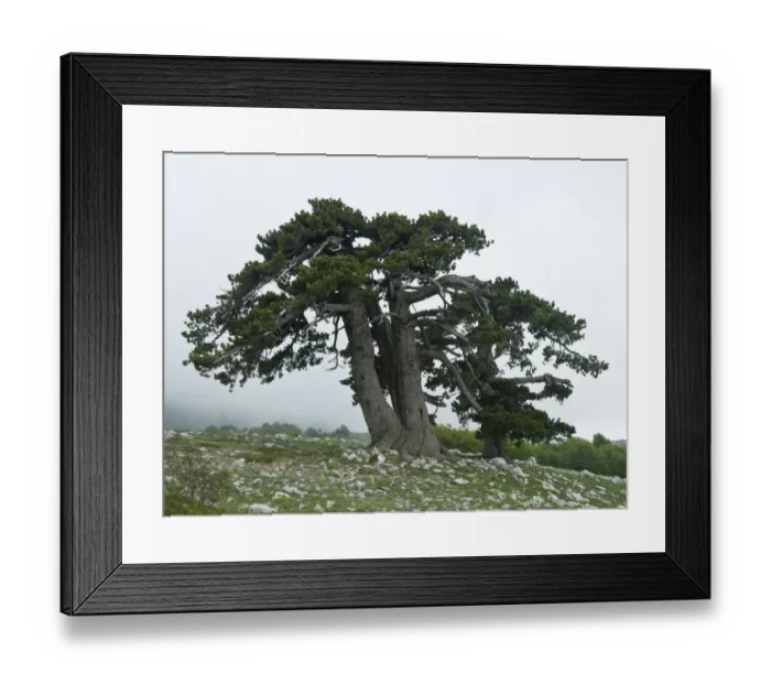 Framed Print : Bosnian pine (Pinus leucodermis) trees, Pollino National Park, Basilicata, Italy Framed Print : Bosnian pine (Pinus leucodermis) trees, Pollino National Park, Basilicata, Italy