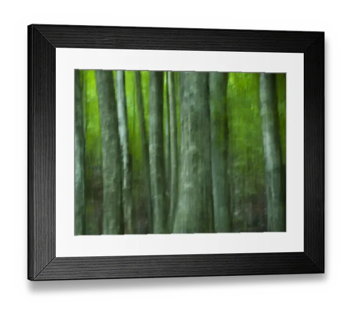Framed Print : Abstract European beech trees (Fagus sylvatica) Pollino National Park, Basilicata Framed Print : Abstract European beech trees (Fagus sylvatica) Pollino National Park, Basilicata