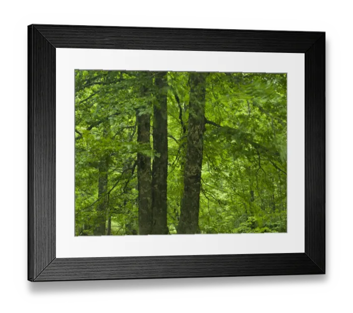 Framed Print : European beech trees (Fagus sylvatica) Pollino National Park, Basilicata, Italy Framed Print : European beech trees (Fagus sylvatica) Pollino National Park, Basilicata, Italy