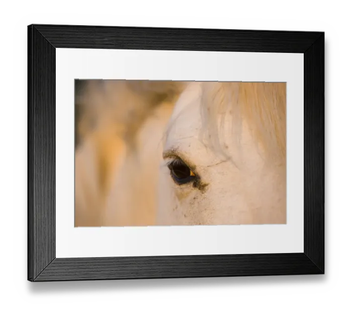 Framed Print : White Camargue horse close-up of head, Camargue, France, May 2009 Framed Print : White Camargue horse close-up of head, Camargue, France, May 2009