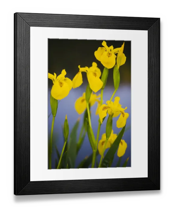 Framed Print : Flowering Yellow iris (Iris pseudacorus) Camargue, France, May 2009 Framed Print : Flowering Yellow iris (Iris pseudacorus) Camargue, France, May 2009