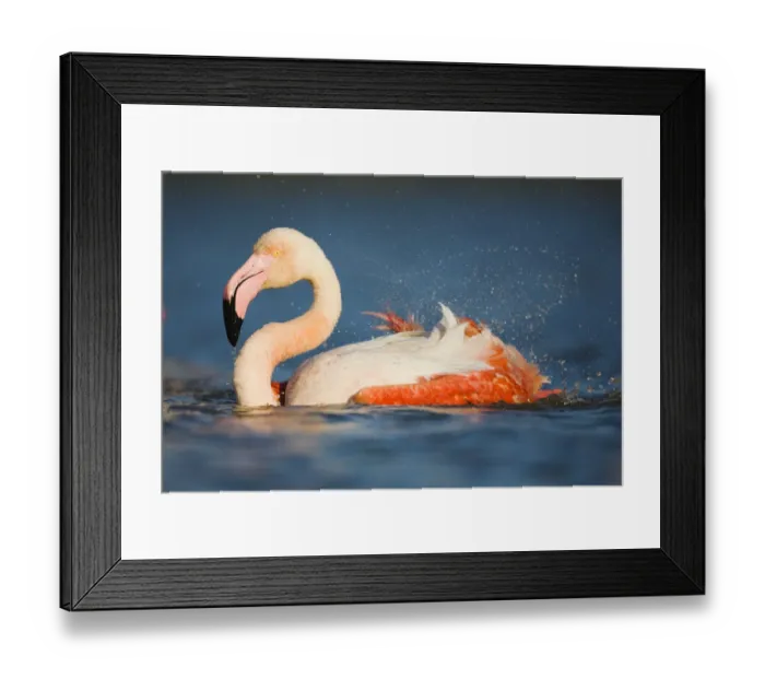 Framed Print : Greater flamingo (Phoenicopterus roseus) bathing, Pont Du Gau, Camargue, France, May 2009 Framed Print : Greater flamingo (Phoenicopterus roseus) bathing, Pont Du Gau, Camargue, France, May 2009