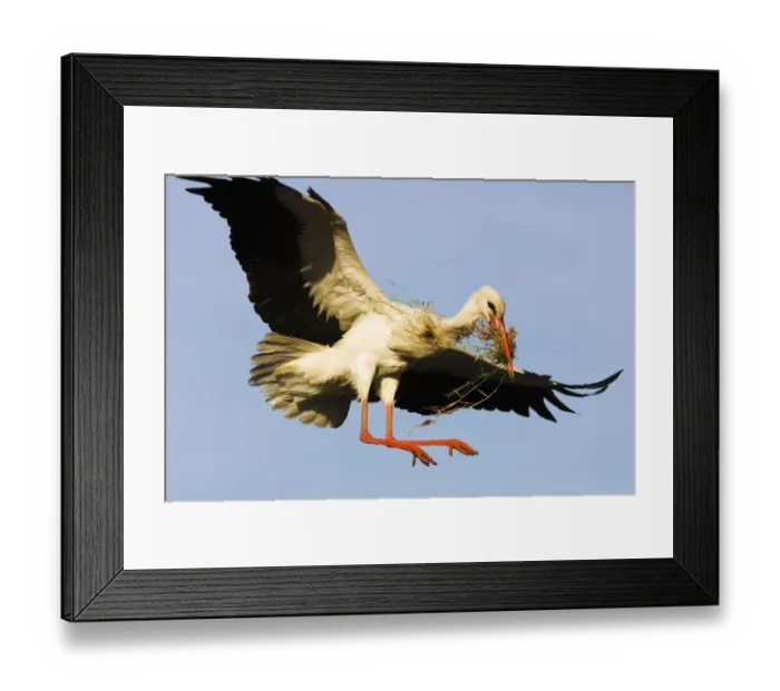 Framed Print : White stork (Ciconia Ciconia) landing on nest with building material, Pont du Gau Framed Print : White stork (Ciconia Ciconia) landing on nest with building material, Pont du Gau