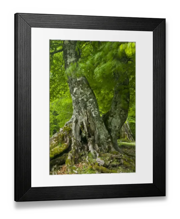 Framed Print : Old European beech tree (Fagus sylvatica) Pollino National Park, Basilicata, Italy Framed Print : Old European beech tree (Fagus sylvatica) Pollino National Park, Basilicata, Italy