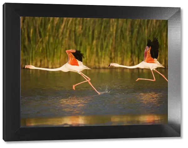 Two Greater flamingos (Phoenicopterus roseus) taking off from lagoon, Camargue, France