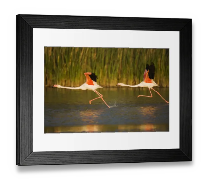 Framed Print : Two Greater flamingos (Phoenicopterus roseus) taking off from lagoon, Camargue, France Framed Print : Two Greater flamingos (Phoenicopterus roseus) taking off from lagoon, Camargue, France