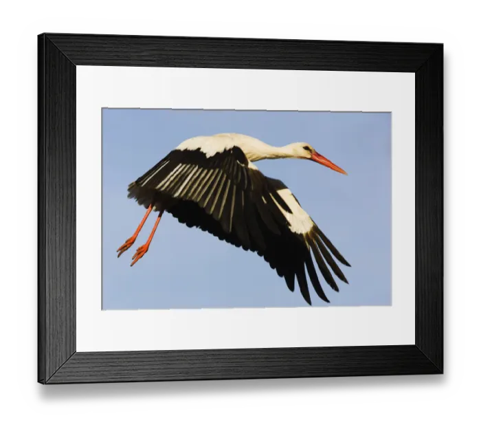 Framed Print : White stork (Ciconia Ciconia) flying, Pont du Gau, Camargue, France, May 2009 Framed Print : White stork (Ciconia Ciconia) flying, Pont du Gau, Camargue, France, May 2009