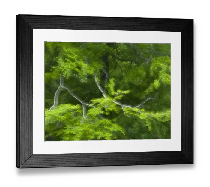 Framed Print : European beech (Fagus sylvatica) branches, Pollino National Park, Basilicata, Italy Framed Print : European beech (Fagus sylvatica) branches, Pollino National Park, Basilicata, Italy