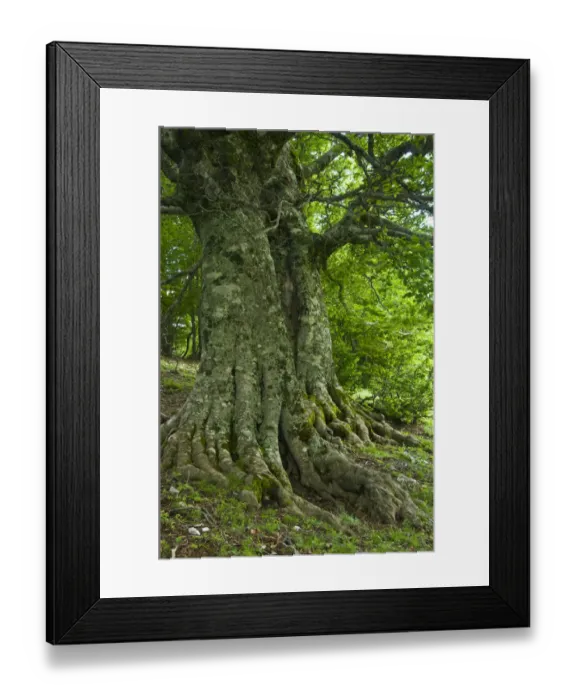 Framed Print : Old European beech trees (Fagus sylvatica) Pollino National Park, Basilicata, Italy Framed Print : Old European beech trees (Fagus sylvatica) Pollino National Park, Basilicata, Italy
