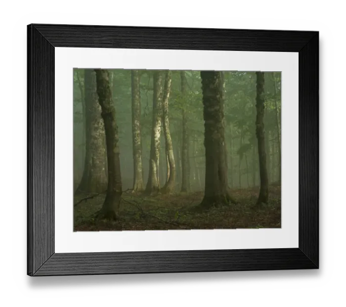 Framed Print : European beech (Fagus sylvatica) forest in light mist, Pollino National Park, Basilicata Framed Print : European beech (Fagus sylvatica) forest in light mist, Pollino National Park, Basilicata